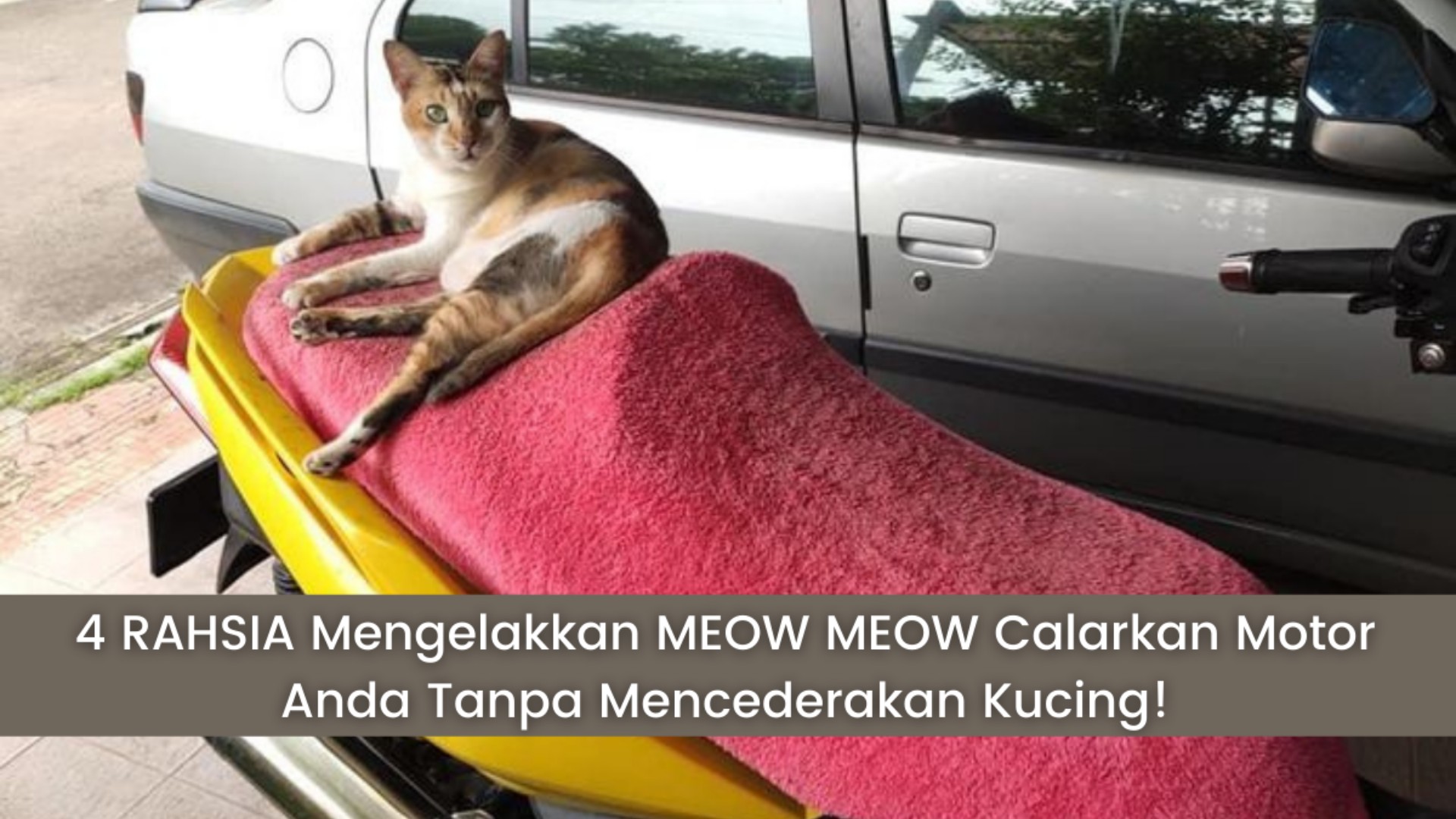 Cara Paling Berkesan Mengelakkan Kucing Calarkan Kerusi Motosikal Anda! 