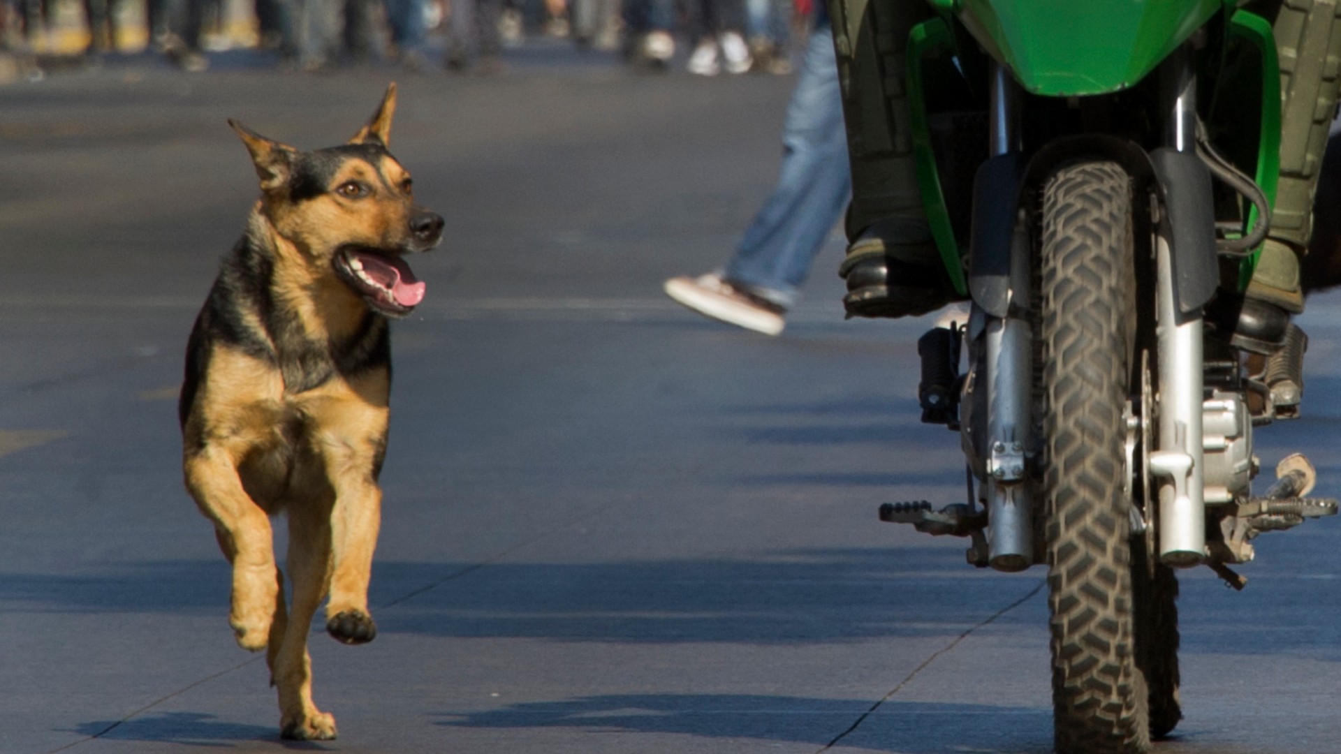 Cara Untuk Rider Mengelakkan Daripada Gigitan Anjing Liar